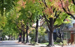 Street lined with trees